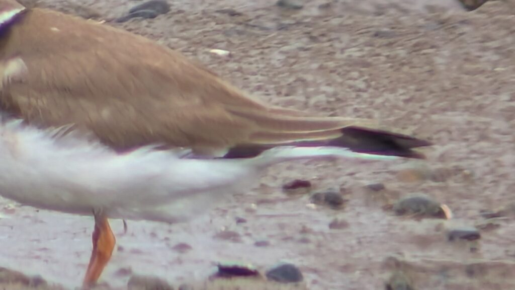 A close crop of the rear section of a candidate Tundra Ringed Plover showing fresh flight feathers.