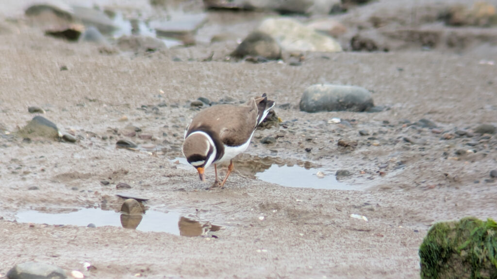 A candidate Tundra Ringed Plover stood near a small pool surrounded by mud. The plover is slightly to the left of center in the image. The Ringed Plover is facing downwards as it feeds, showing its dark head and breast band contrasting with the white belly, throat and forehead. The bill is orange with a black tip, the legs are also orange.