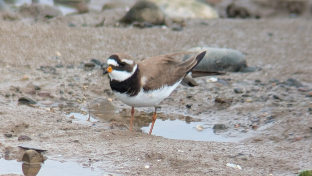 A candidate Tundra Ringed Plover stood near a small pool surrounded by mud. The plover is slightly to the left of center in the image. The Ringed Plover is facing left, showing its brown head, breast band and back contrasting with the white belly, throat and forehead. The bill is orange with a black tip, the legs are also orange. The bird is facing slightly forwards, but at an angle that allows you to see its fresh primaries.