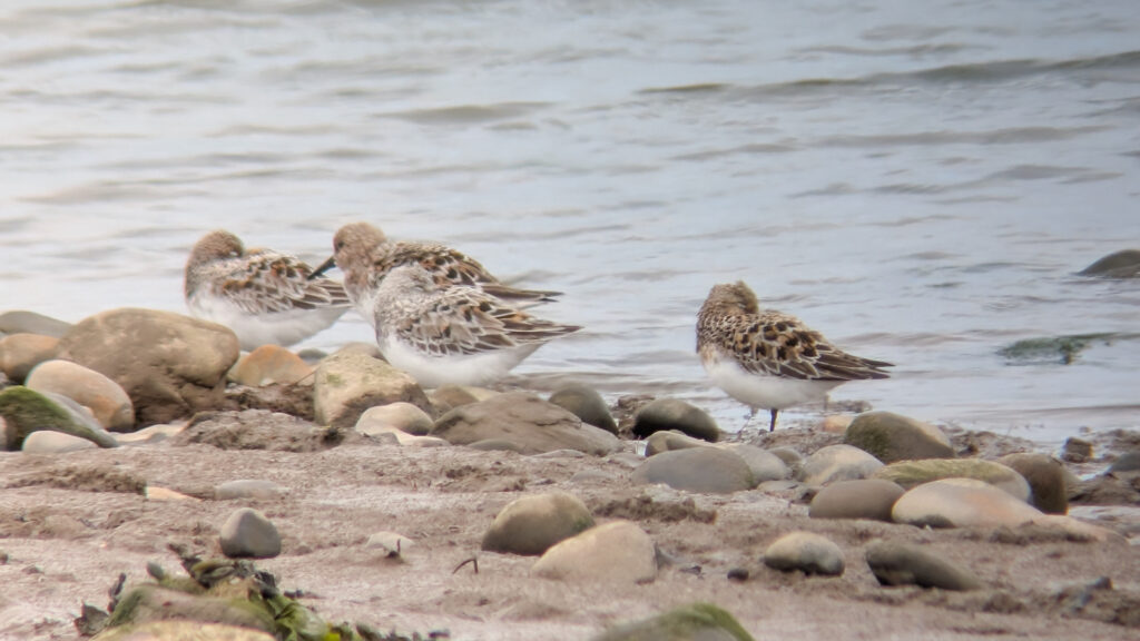 Three roosting Sanderling and one looking left, all stood on a rocky shoreline with water flowing behind. All birds are well into their breeding plumage, showing a lot of chestnut in their wing coverts.