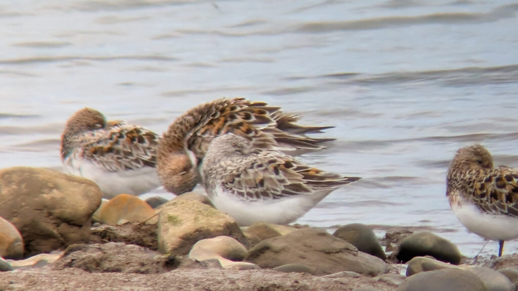Three roosting Sanderling and one preening its belly feathers all stood on a rocky shoreline with water flowing behind. All birds are well into their breeding plumage, showing a lot of chestnut in their wing coverts.