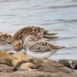 Three roosting Sanderling and one preening its belly feathers all stood on a rocky shoreline with water flowing behind. All birds are well into their breeding plumage, showing a lot of chestnut in their wing coverts.