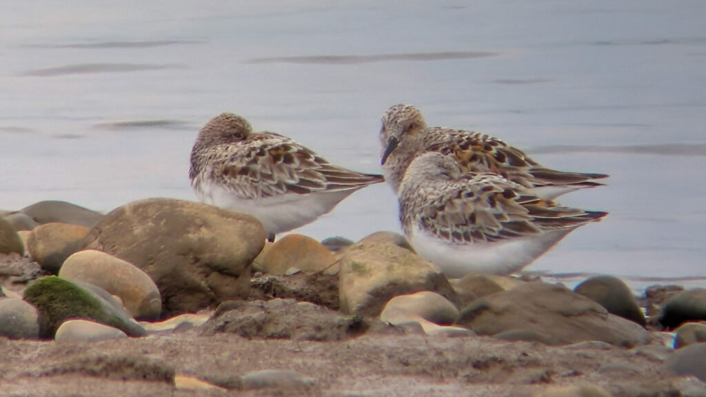 Two roosting Sanderling and one looking forwards, all stood on a rocky shoreline with water flowing behind. All birds are well into their breeding plumage, showing a lot of chestnut in their wing coverts.