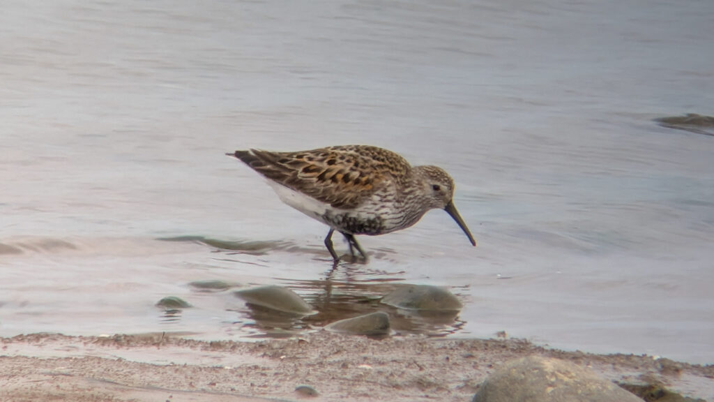 A summer plumaged Dunlin in the center of the image, facing right, close to the shoreline.