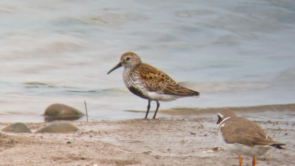 A summer plumaged dunlin in the center of the image, stood on mud close to the shoreline. In the foreground and to the right is a candidate Tundra Ringed Plover looking towards the Dunlin
