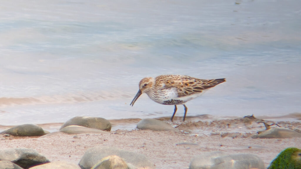 A summer plumaged Dunlin in the center of the image, facing left, close to the muddy shoreline. Its long black bill is slightly open as it grips a small item of food.