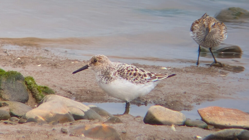 A Sanderling stood facing left, showing its straight black bill, mottled head and upper breast contrasting with gleaming white belly and black legs. The sanderling is in the foreground stood on sand at the edge of an inlet. Behind and slightly to the right a Dunlin is stood on sand looking towards the sanderling. The Dunlin is in full summer plumage.