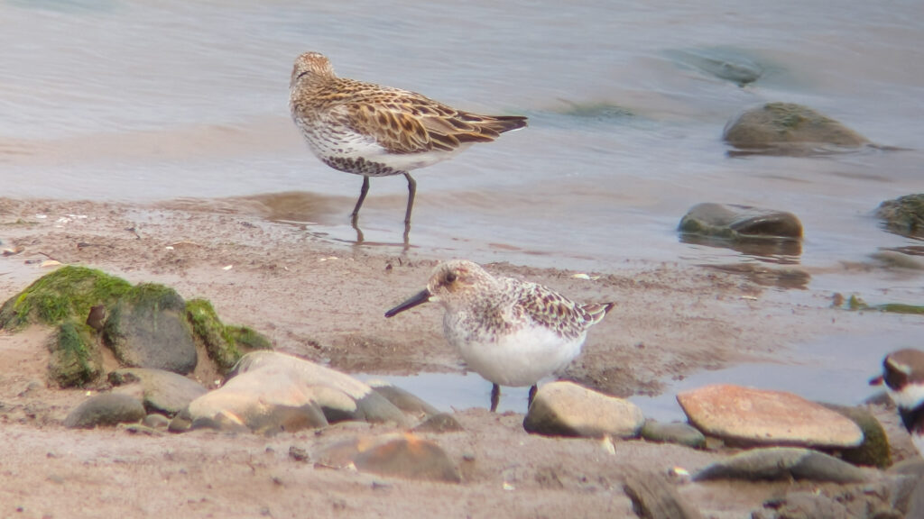 A Sanderling stood facing left, showing its straight black bill, mottled head and upper breast contrasting with gleaming white belly and black legs. The sanderling is in the foreground stood on sand at the edge of an inlet. Behind and slightly to the left a Dunlin is stood on sand looking out across the estuary. The Dunlin is in full summer plumage.