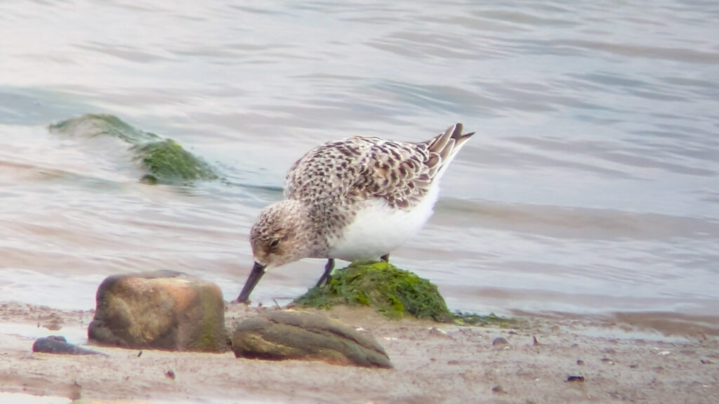 A Sanderling in the center of the image, facing left with its bill tip in the mud as it feeds. The bird is stood on the mud behind three rocks.