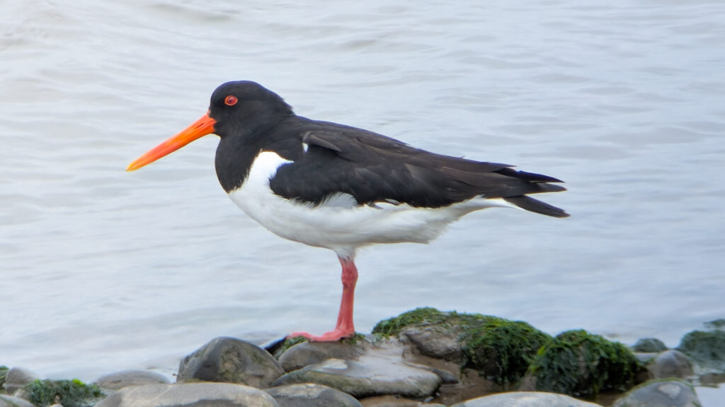 Oystercatcher facing left, stood on a rock with flowing water behind. Its black head, breast and back with white underside contrasting with bright orange bill, eyering and legs.