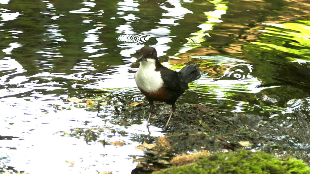 White-throated Dipper standing face on in strong sunlight.