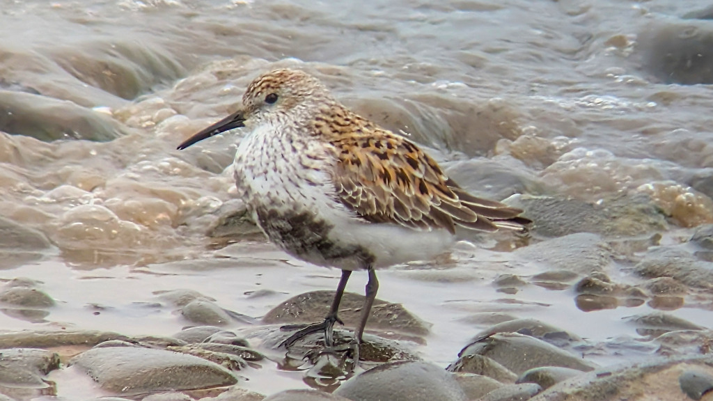 A Southern Dunlin (shinzii) standing on a rocky shoreline, side on, facing left.