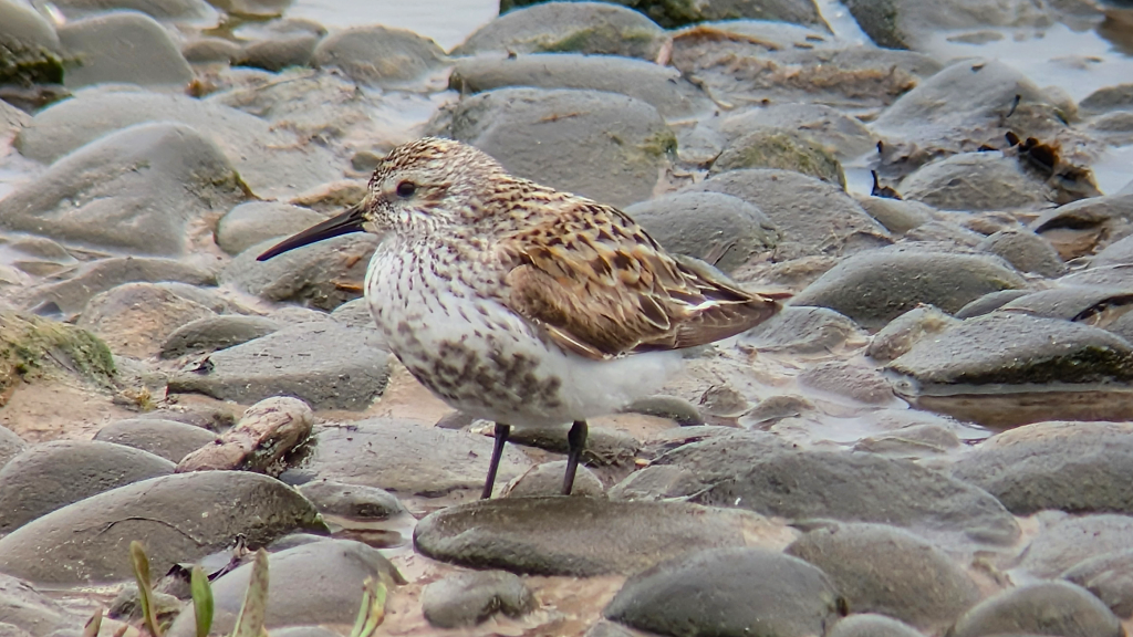 A female Southern Dunlin (shinzii) standing on a rocky shoreline, side on, facing left. Interesting bird with sparse belly patch.