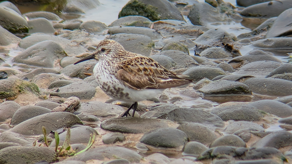 A Dunlin transitioning into summer plumage standing on rocks, side on, facing left.