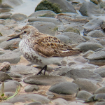 A Dunlin transitioning into summer plumage standing on rocks, side on, facing left.