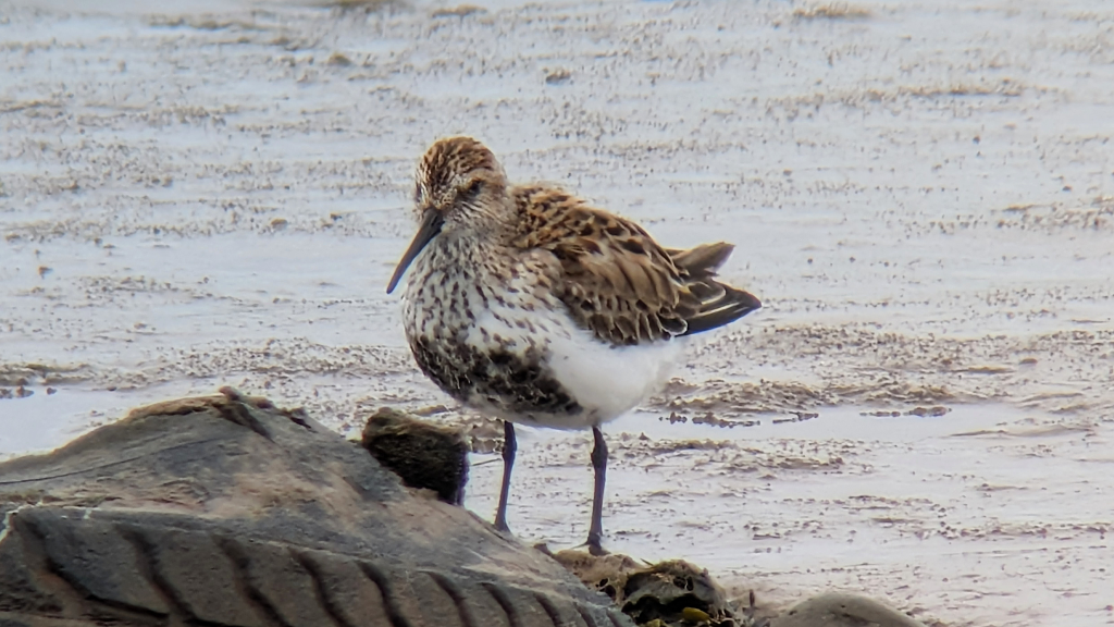 A Northern Dunlin (alpina) standing on mud next to an old tyre, facing slightly to the left, but front on.