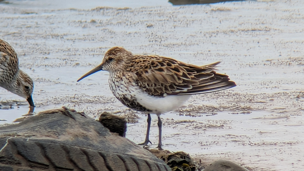 An Northern Dunlin (alpina) standing on mud next to an old tyre, facing left, side on.