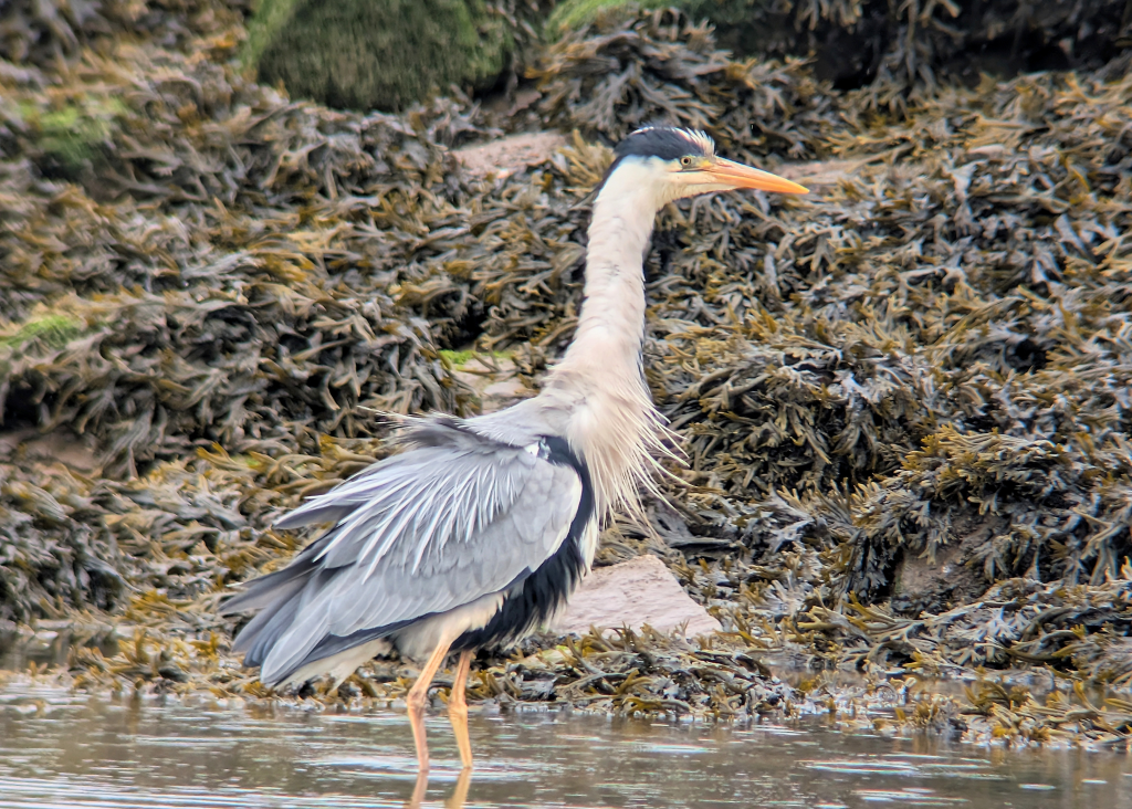 A Grey Heron in full breeding plumage is standing in shallow water, facing right. It has its feathers ruffed up, showing off its splendid plumes. The Heron stands out against the Bladderack covered rocks behind.