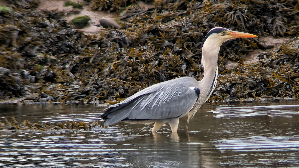 A Grey Heron in full breeding plumage is standing in shallow water, facing right. The Heron stands out against the Bladderack covered rocks behind.