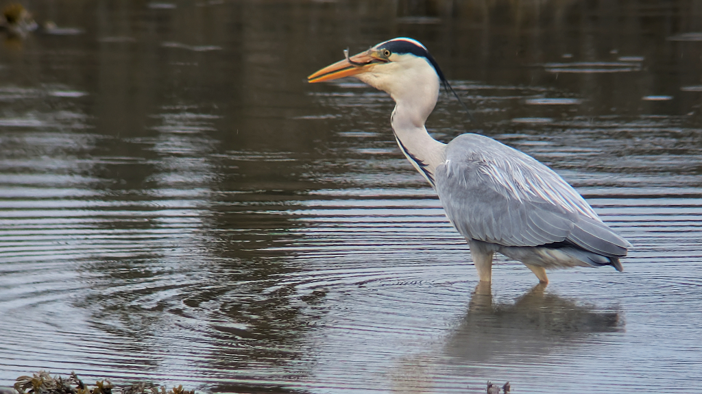 A Grey Heron in full breeding plumage is standing in shallow water, facing left. The Heron has a fishes tail sticking out from its slightly open bill, its neck is puffed, ready to receive the food.