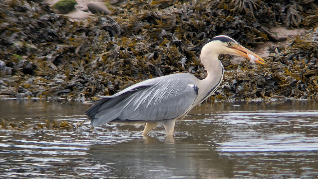 A Grey Heron in full breeding plumage is standing in shallow water, facing right. It has a fish sticking out from the open gap in its bill. The Heron stands out against the Bladderack covered rocks behind.