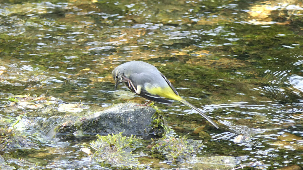 Grey Wagtail (male) facing left on a rock with left foot scratching chin. Showing yellow rump and grey upperparts.
