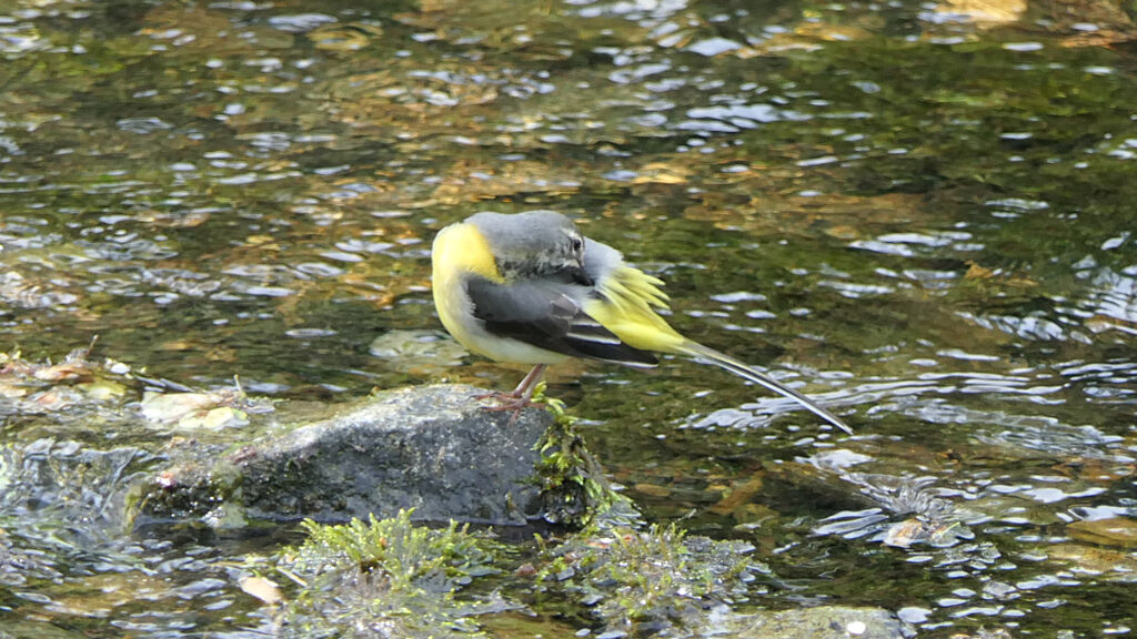 Grey Wagtail (male) facing left on a rock. Preening mantle feathers, showing off its fabulous yellow upper tail coverts and rump.