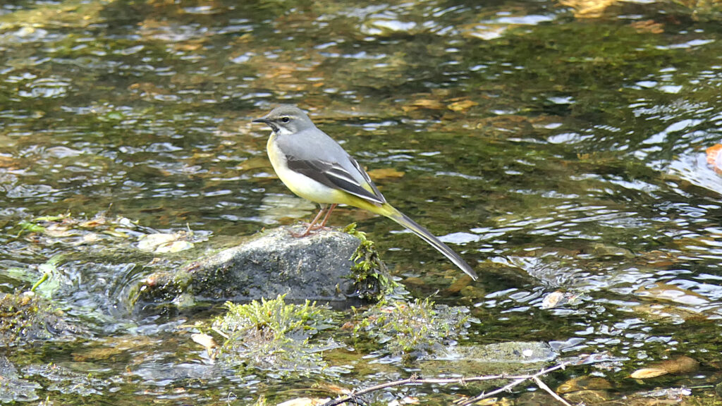 Grey Wagtail (male) facing left on a rock.