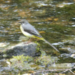 Grey Wagtail (male) facing left on a rock.