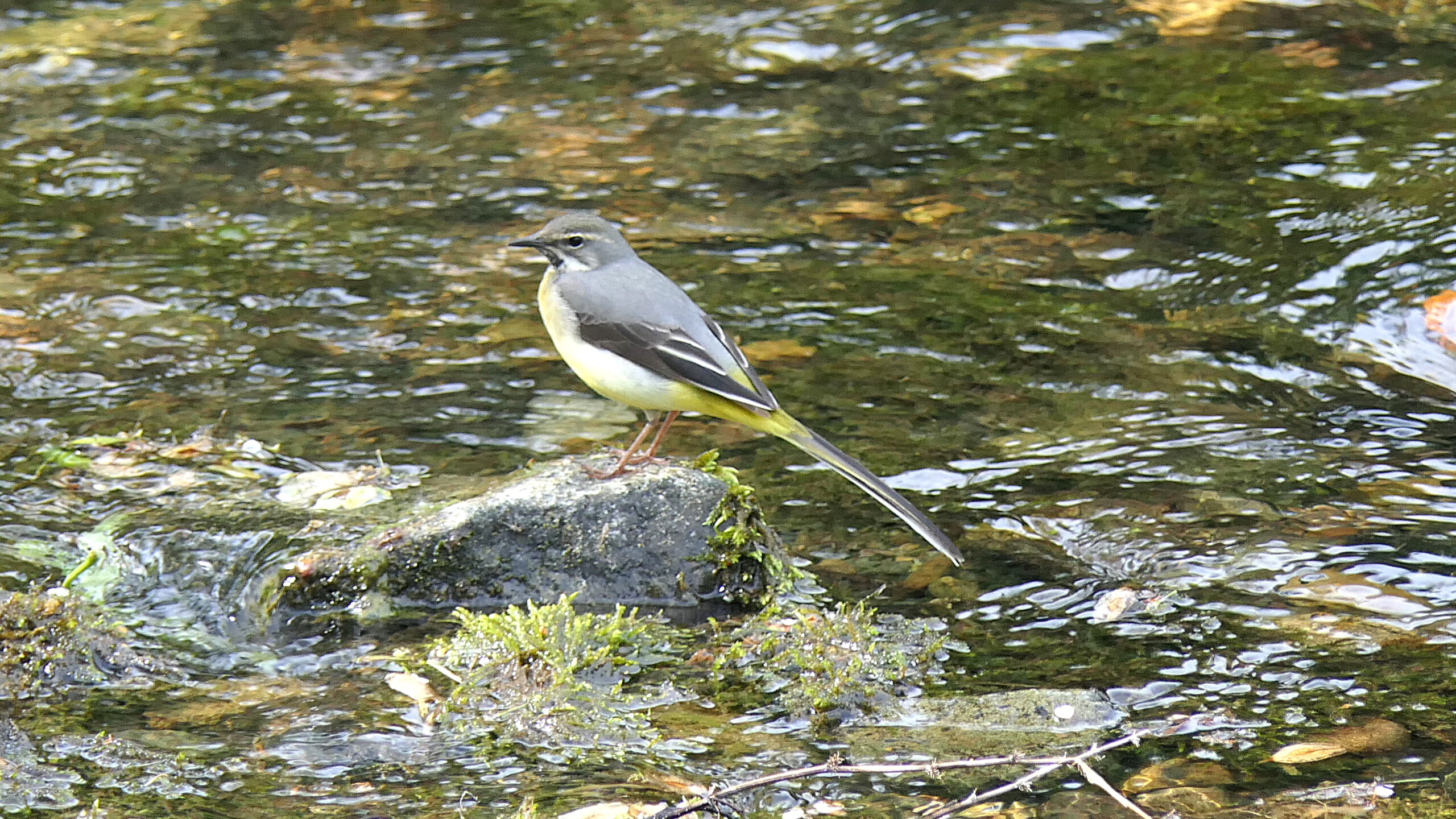 Grey Wagtail (male) facing left on a rock.