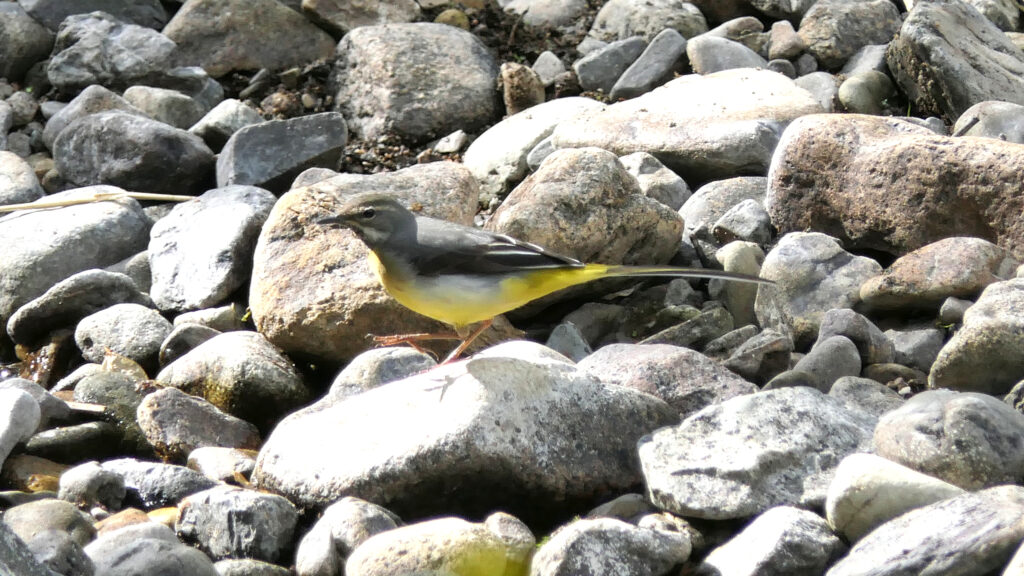Grey Wagtail (male) facing left on rocks with right foot raised.