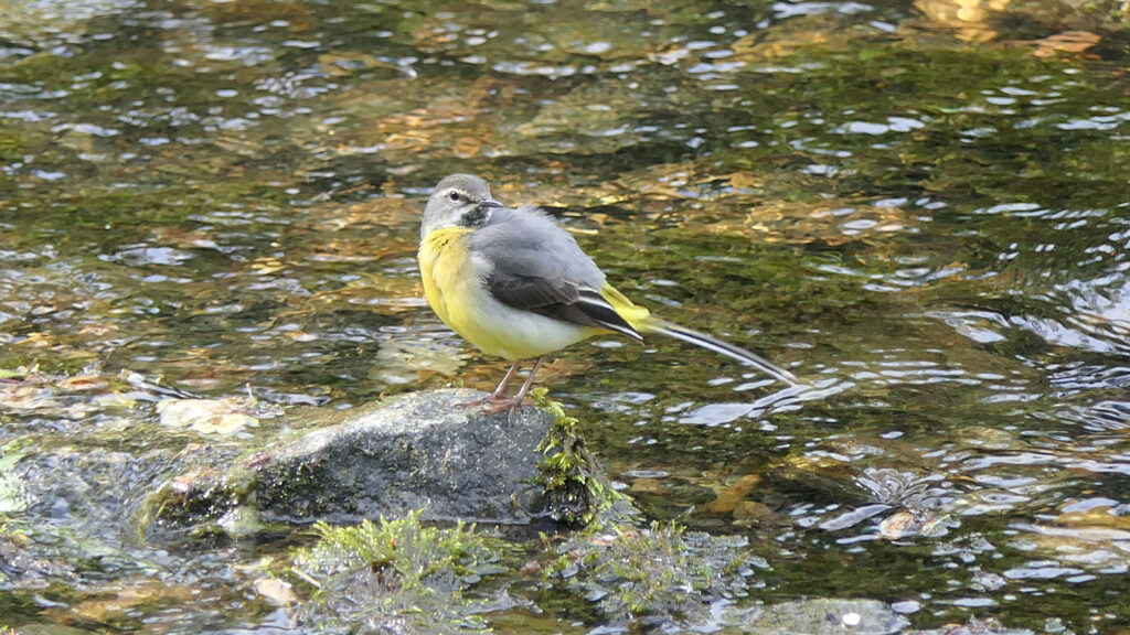 Grey Wagtail (male) facing left on a rock. looking over left shoulder.