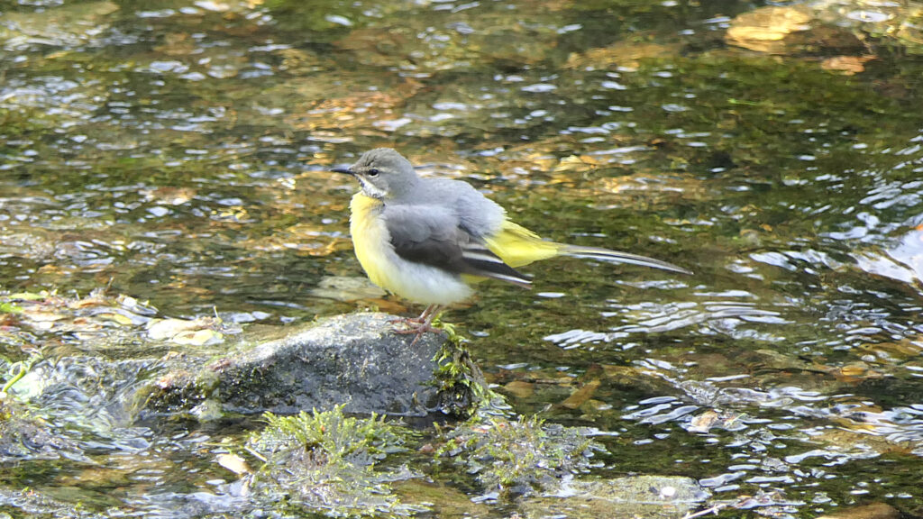 Grey Wagtail (male) facing left on a rock. Mantle feathers are fluffed up.