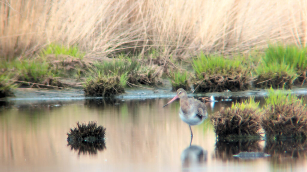 A 1st summer Black-tailed Godwit stood on its right leg in a pool, surrounded by tall grass.