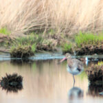 A 1st summer Black-tailed Godwit stood on its right leg in a pool, surrounded by tall grass.