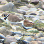 A candidate Tundra Ringed Plover stood on rocks facing left with roosting Dunlin.