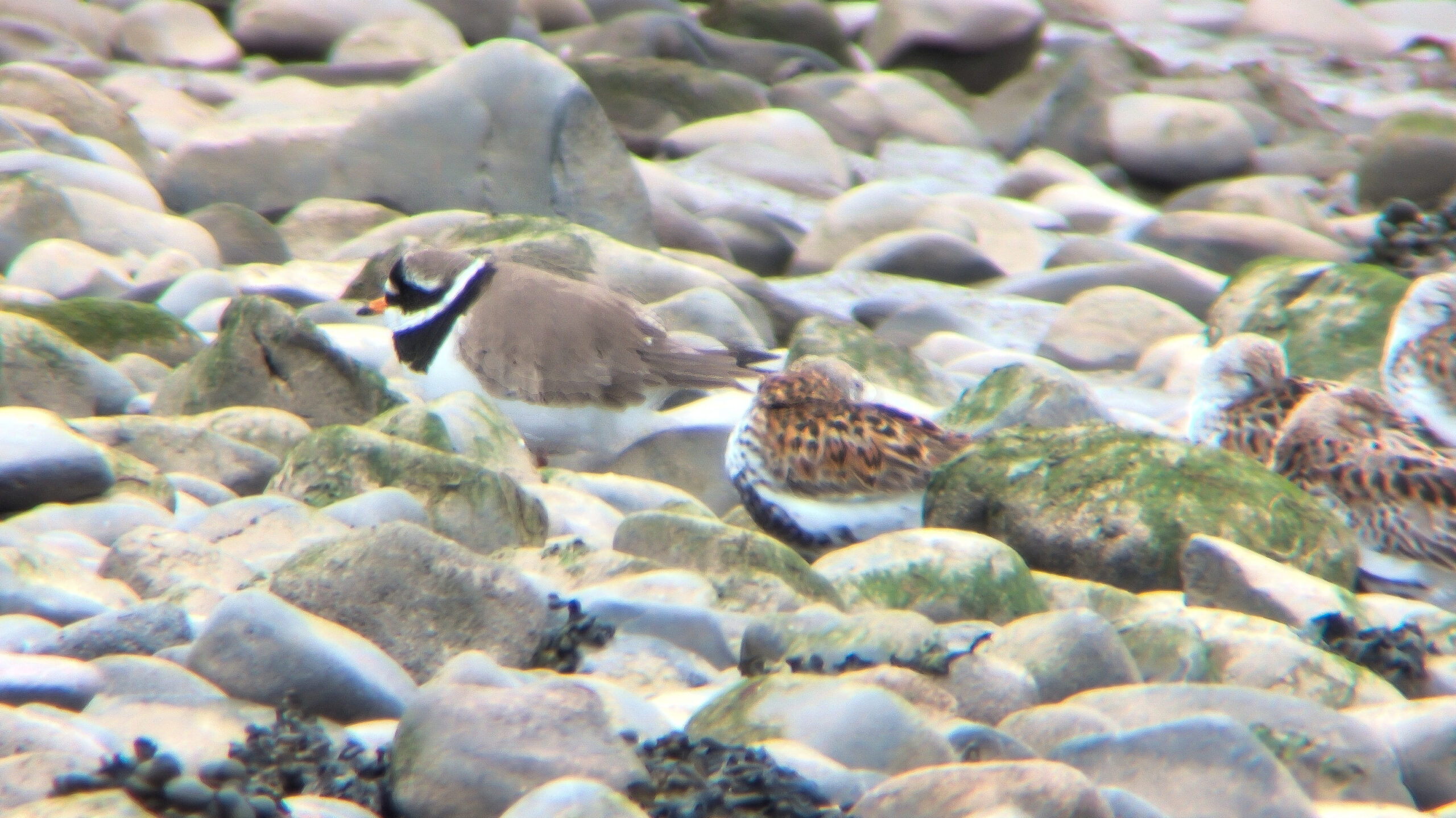 A candidate Tundra Ringed Plover stood on rocks facing left with roosting Dunlin.