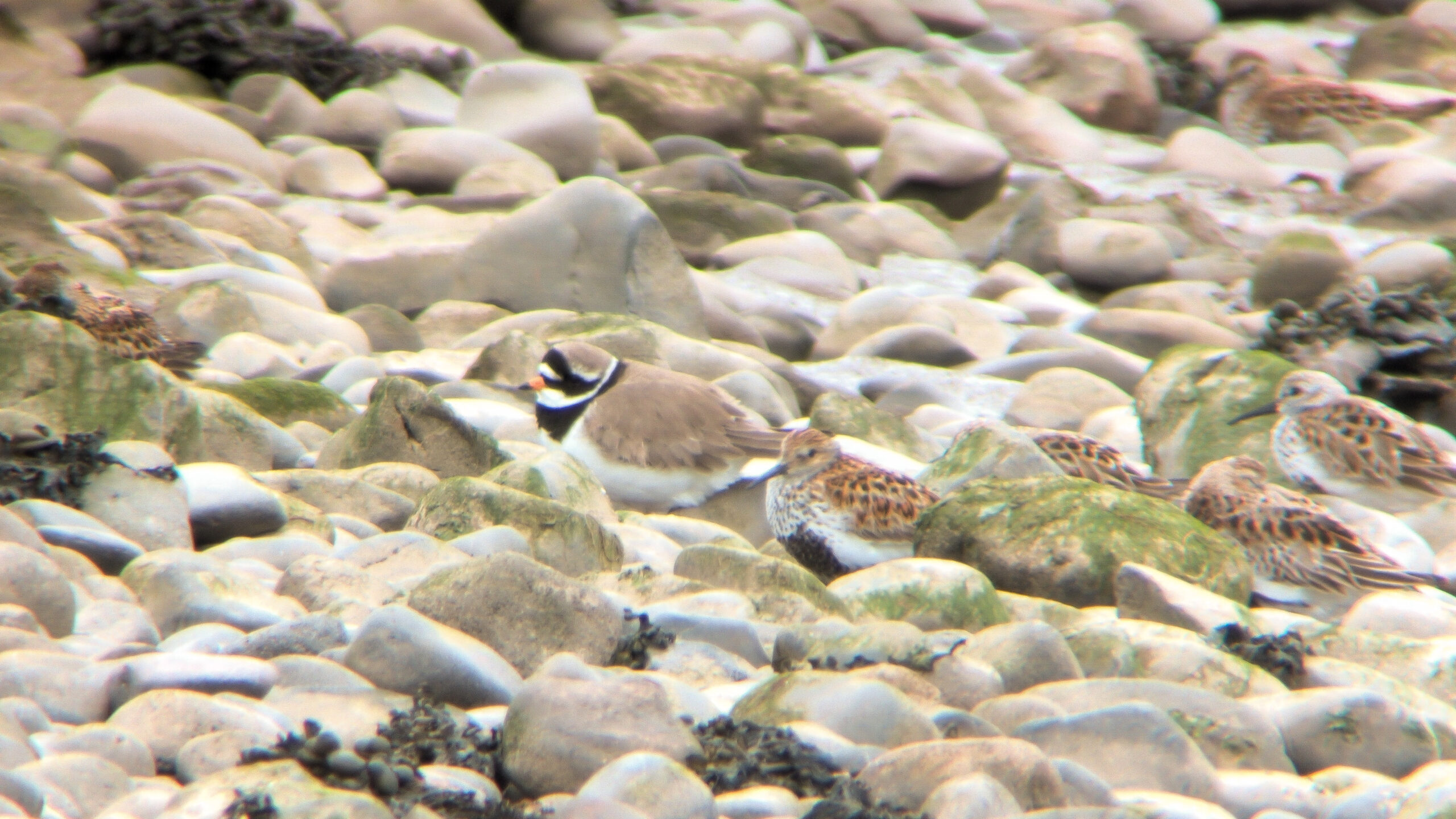 Looking at potential Tundra Ringed Plover in Cumbria…