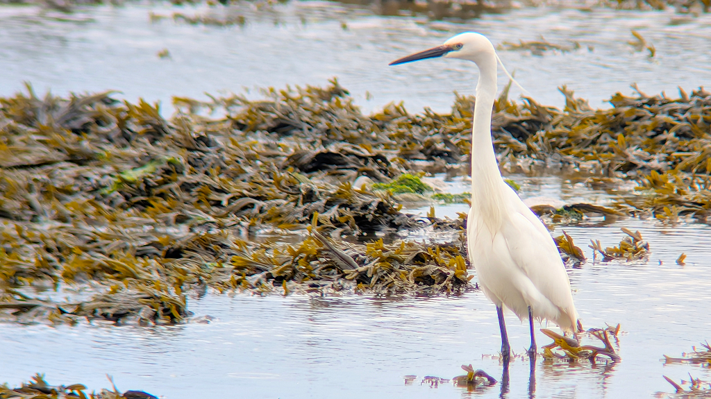 A Little Egret standing up tall in the right of the image. The Egret is stood in shallow water, with a raft of seaweed behind.