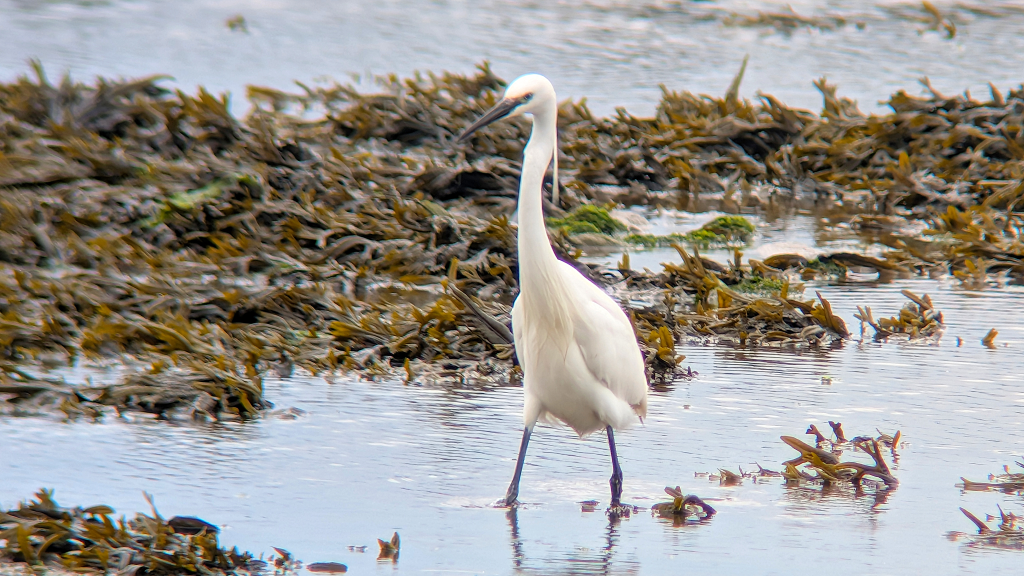 A Little Egret standing up tall in the middle of the image. The Egret is stood in shallow water, with a raft of seaweed behind.