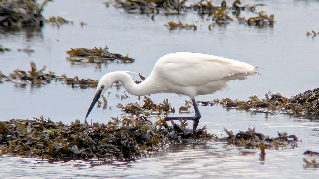 A Little Egret standing low to the water as it hunts for prey. The bird is in the middle of the image, raising its left leg showing its bright yellow foot. The Egret is stood in shallow water, with small rafts of seaweed nearby.