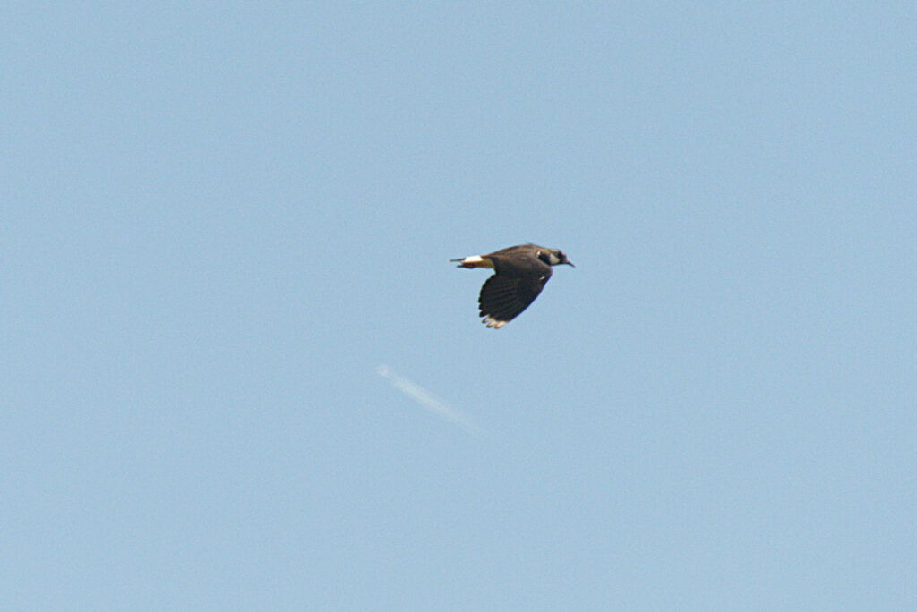 Northern Lapwing