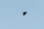 Northern Lapwing
