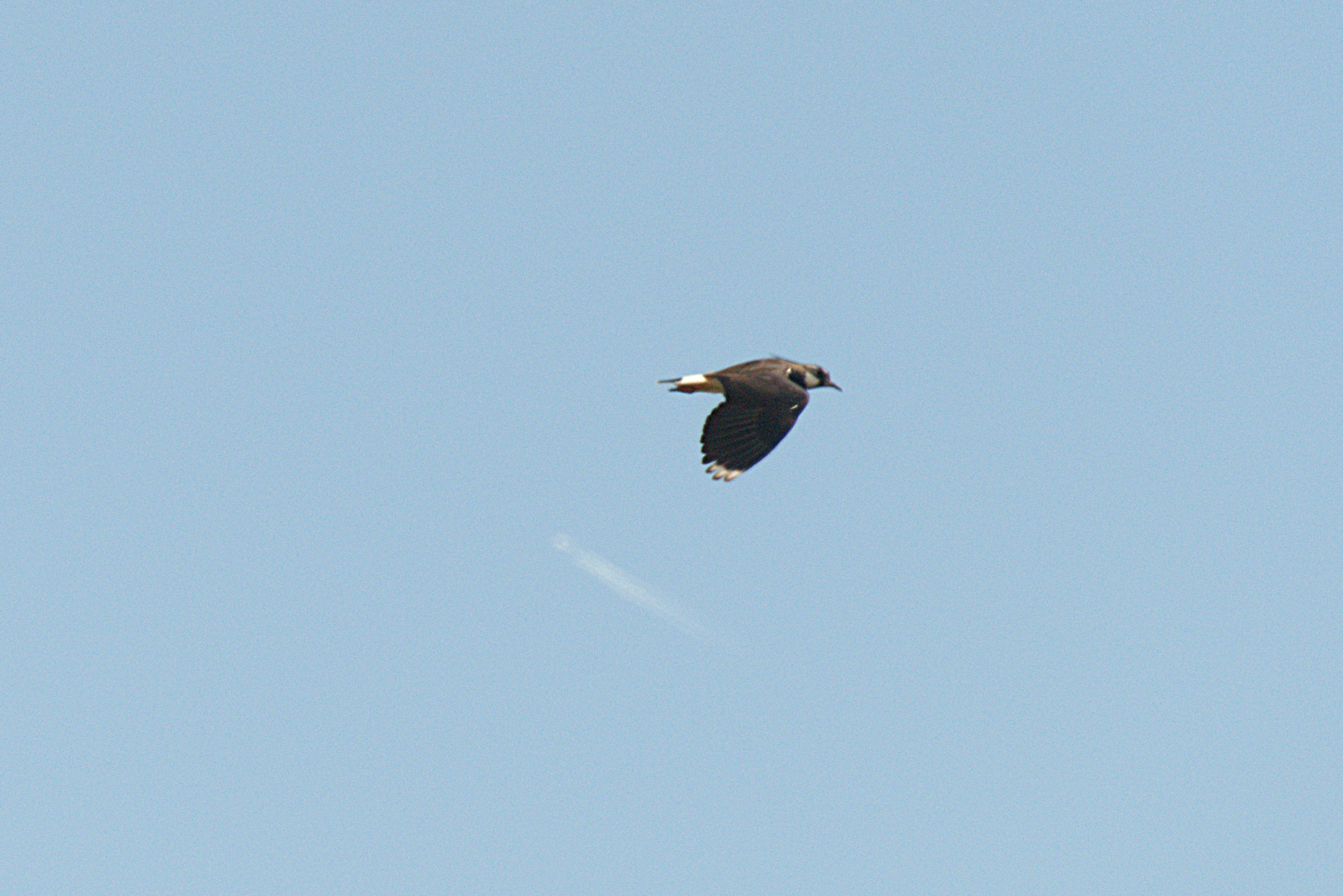 Northern Lapwing