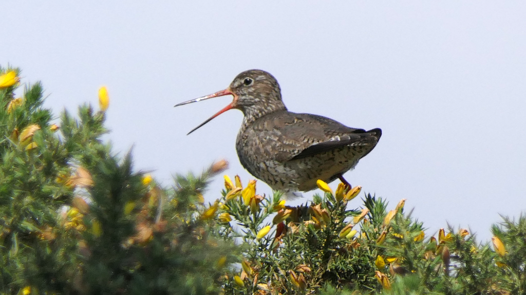 A Common Redshank perched on the top of a Gorse Bush vocalising. Facing left.