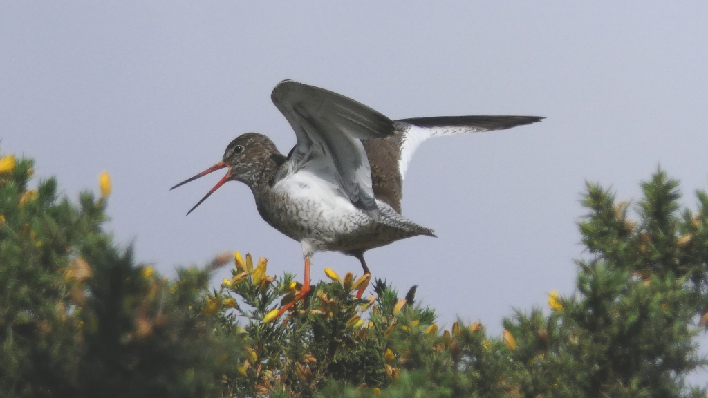 A Common Redshank perched on the top of a Gorse bush Facing left, with wings held open. Bill open and vocalising.