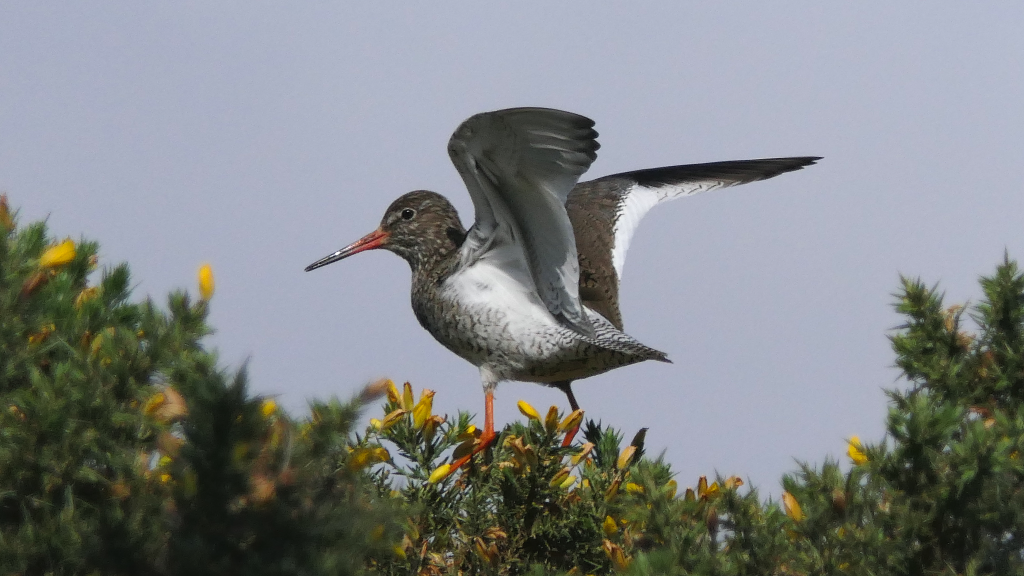 A Common Redshank perched on the top of a Gorse bush Facing left, with wings held open.