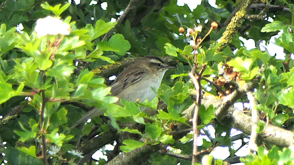 A Sedge Warbler sitting in the middle of a thorn bush.