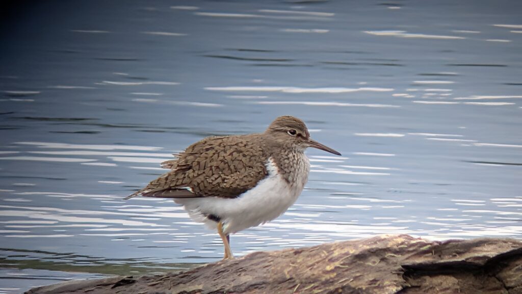 Common Sandpiper stood on a rock near the lake shore, facing right.