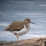 Common Sandpiper stood on a rock near the lake shore, facing right.